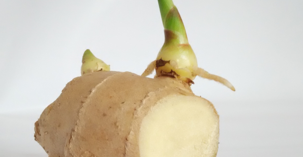 Sprouted Ginger